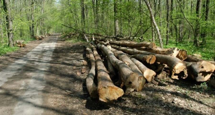 Barbat din Teleorman, depistat de polițiștii gorjeni în timp ce transporta ilegal lemne