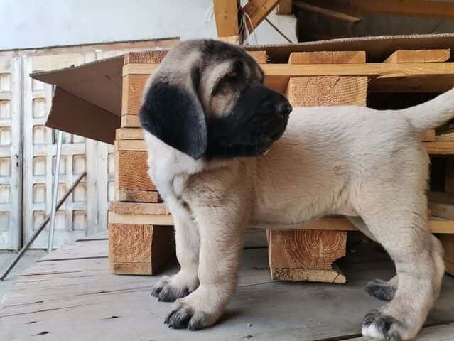 Pui de câine de rasă, furat de o femeie aflată în colindat