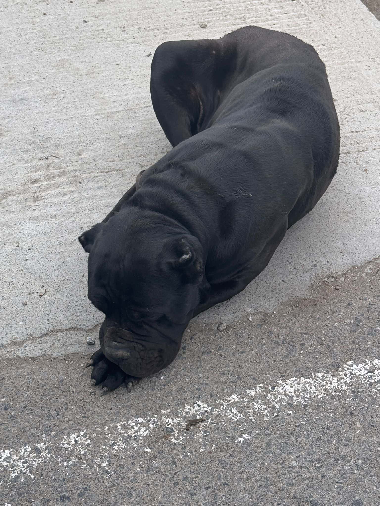 Mascul de rasa Cane Corso rănit, abandonat în frig