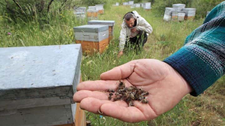 Au dat în judecată Ministerul Agriculturii în cazul pesticidelor