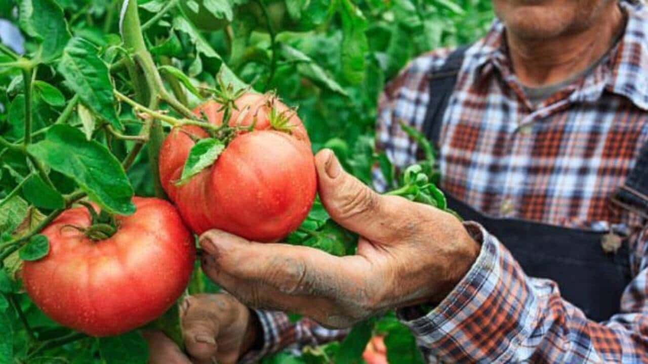 Schimbări pentru plăți în cadrul programului Tomata