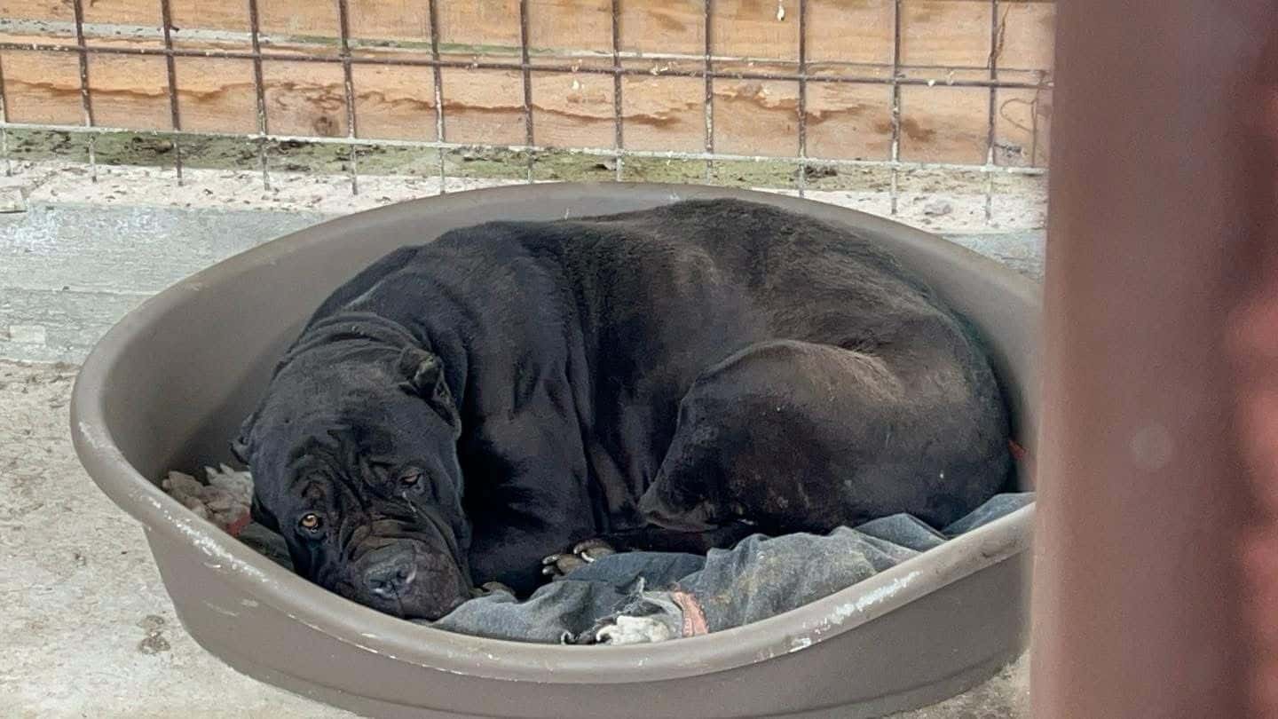 Câinele Cane Corso abandonat plin de răni în Peștișani are de astăzi un stăpân