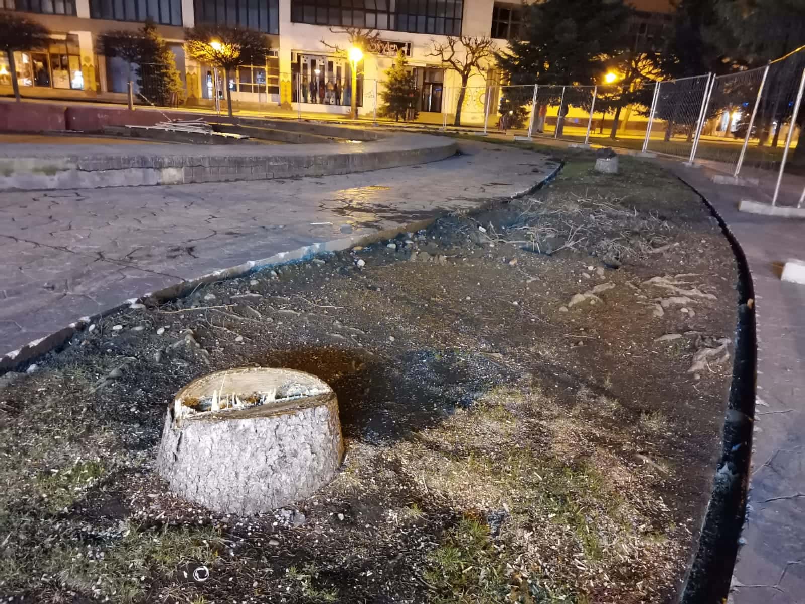 O parte din brazii din centrul municipiului Târgu-Jiu au fost tăiați
