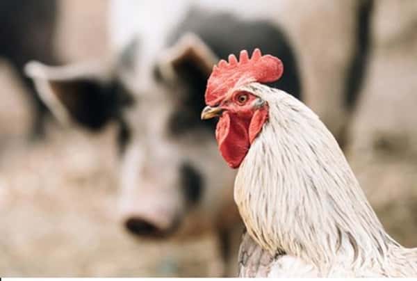 Adeverințe de la APIA pentru crescătorii de porci sau păsări care doresc credite