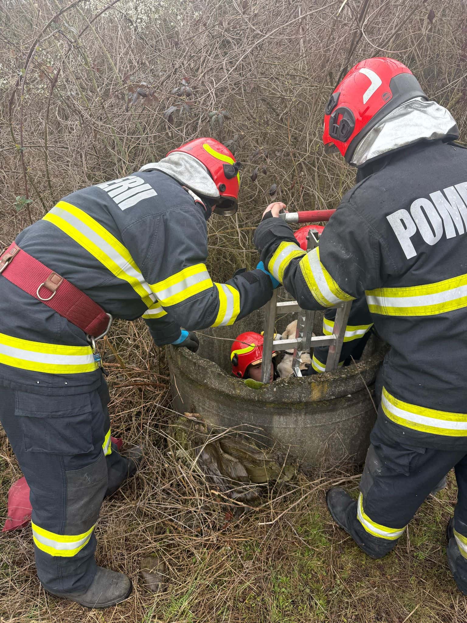 Câine abandonat într-un canal la Fărcășești. A supraviețuit fără apă și mâncare timp de mai multe zile