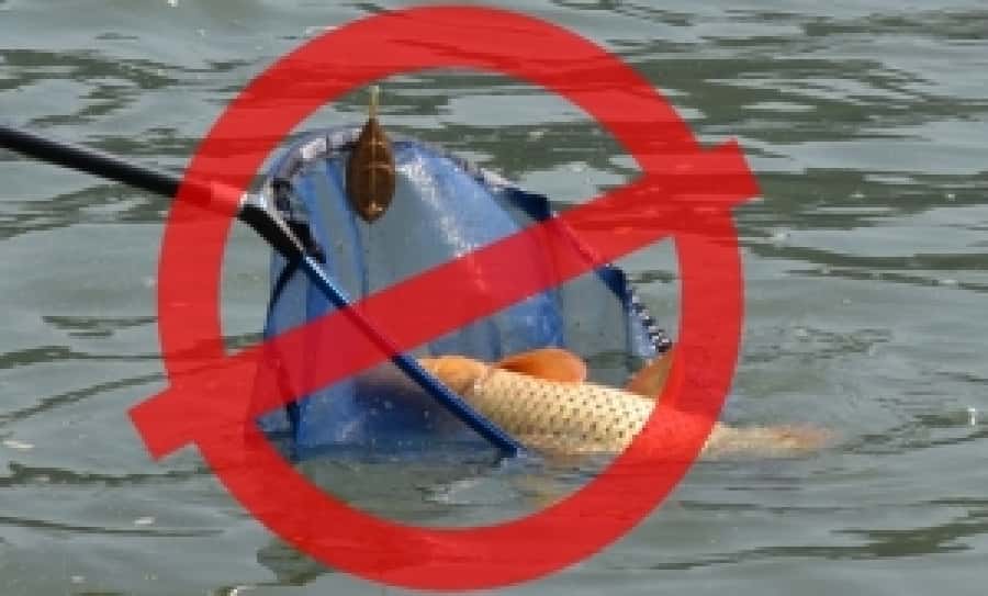 Începe prohibiţia pescuitului la biban şi şalău