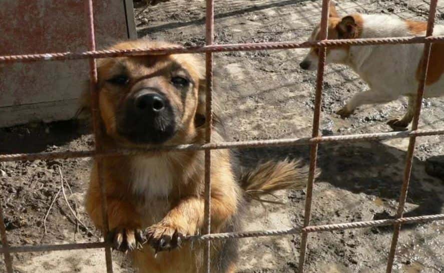 Campanie de sterilizare gratuită la Lelești
