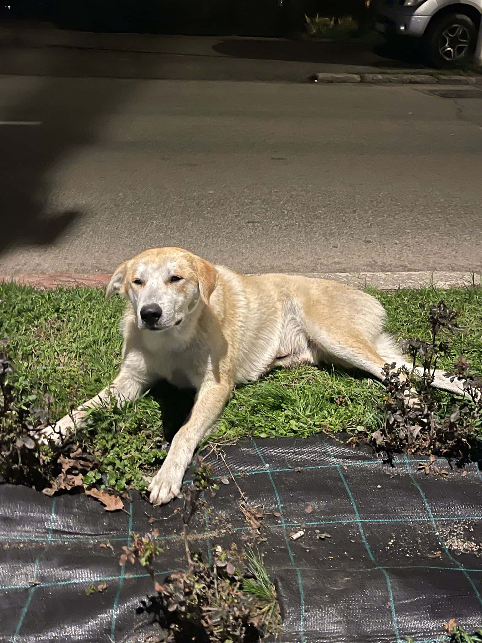 Câine lovit de mașină, salvat de Serviciul pentru Protecția Animalelor Gorj