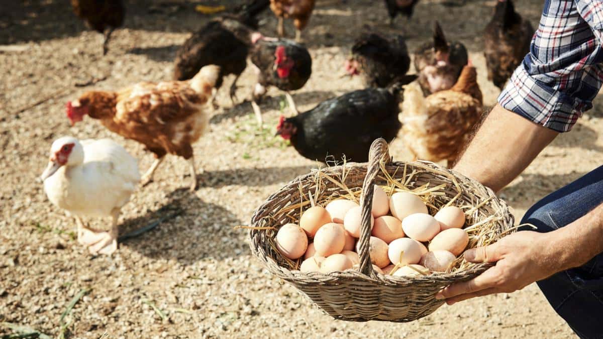Prețul ouălor în România este printre cele mai mici din UE