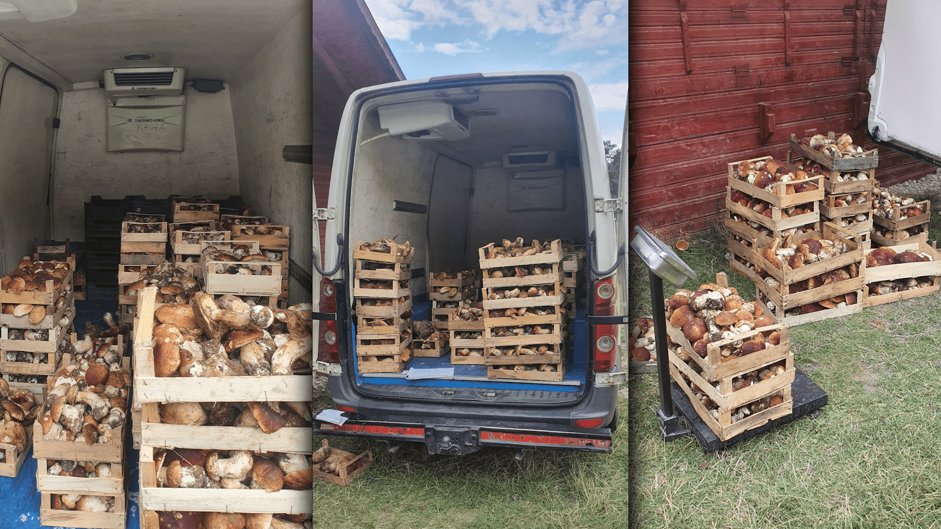 Peste 270 kg de ciuperci confiscate