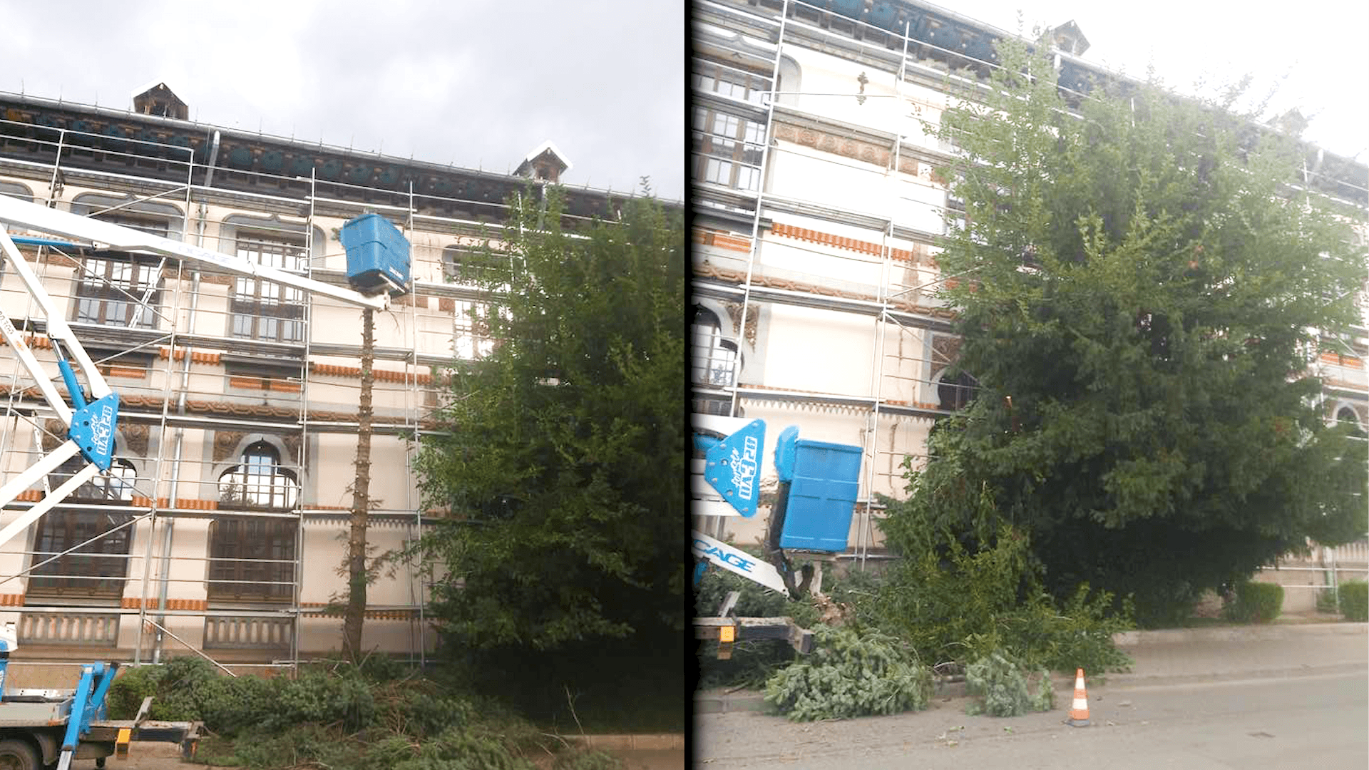Nemulțumiri după tăierea brazilor. Directorul Edilitara: „Totul este legal”