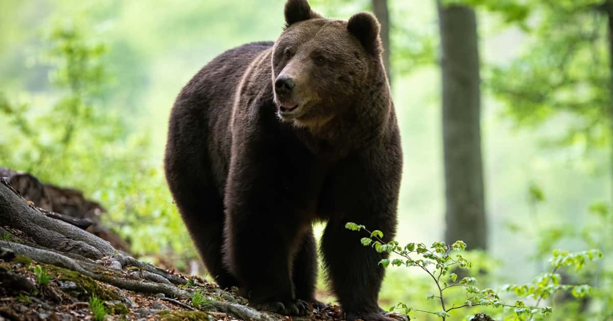 Despăgubiri de 160.000 lei pentru atacuri de urși și lupi în Gorj