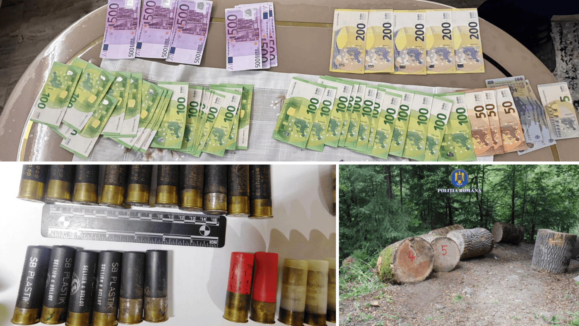 Percheziții după tăierea ilegală a unui arbore rar în Valea Oltețului