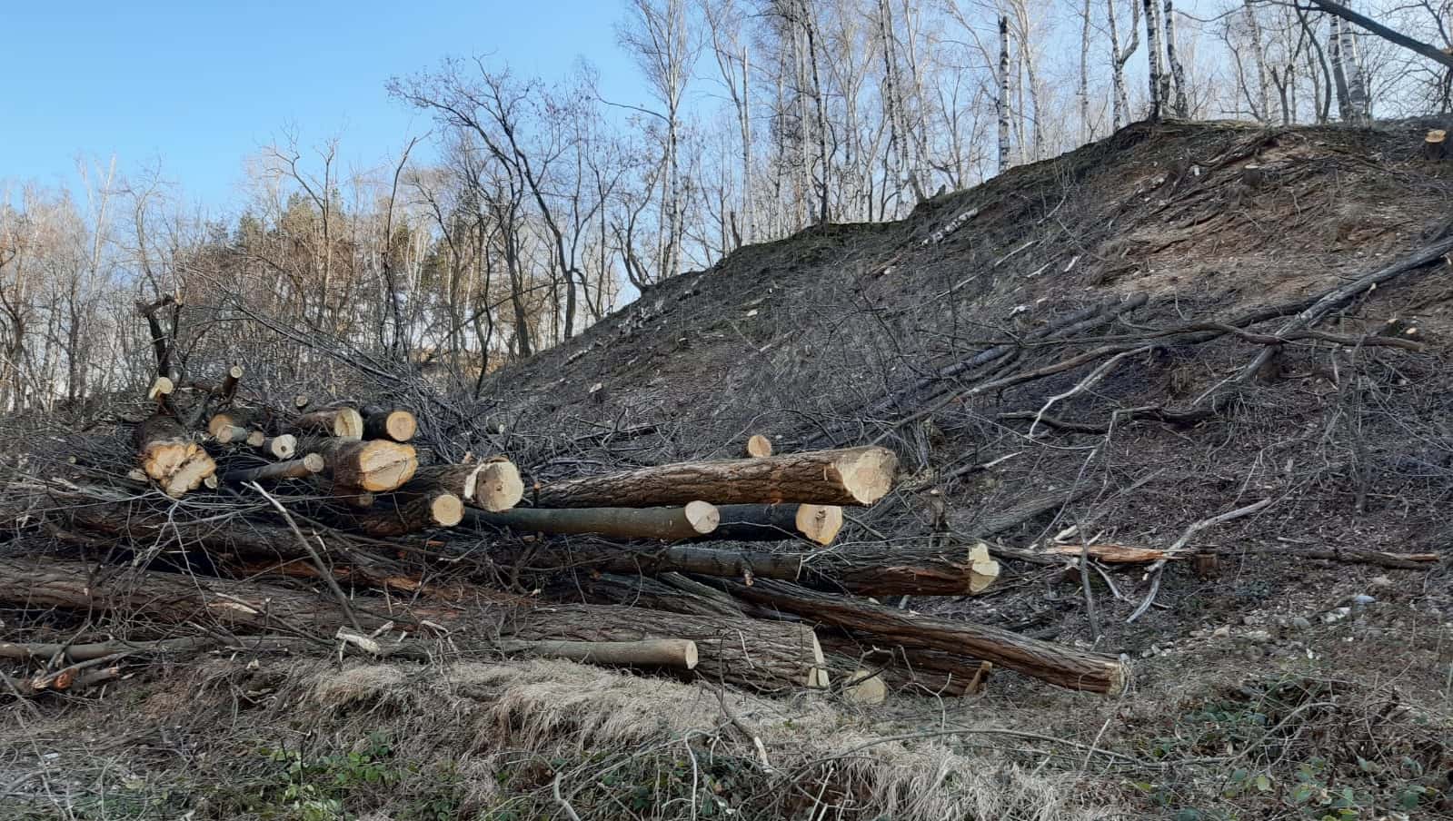 Pădurar de la Ocolul Silvic Motru, reținut de polițiști