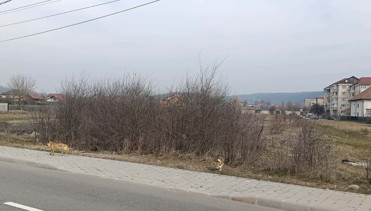 Amenzi între 400 și 2.000 de lei pentru terenuri neîngrijite în Motru