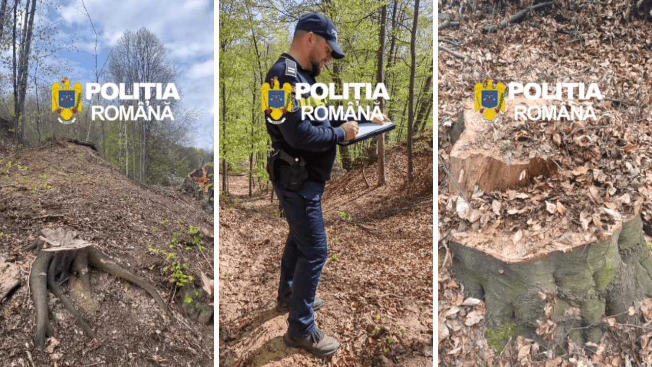 Peste 100 de arbori tăiați ilegal în Roșia de Amaradia