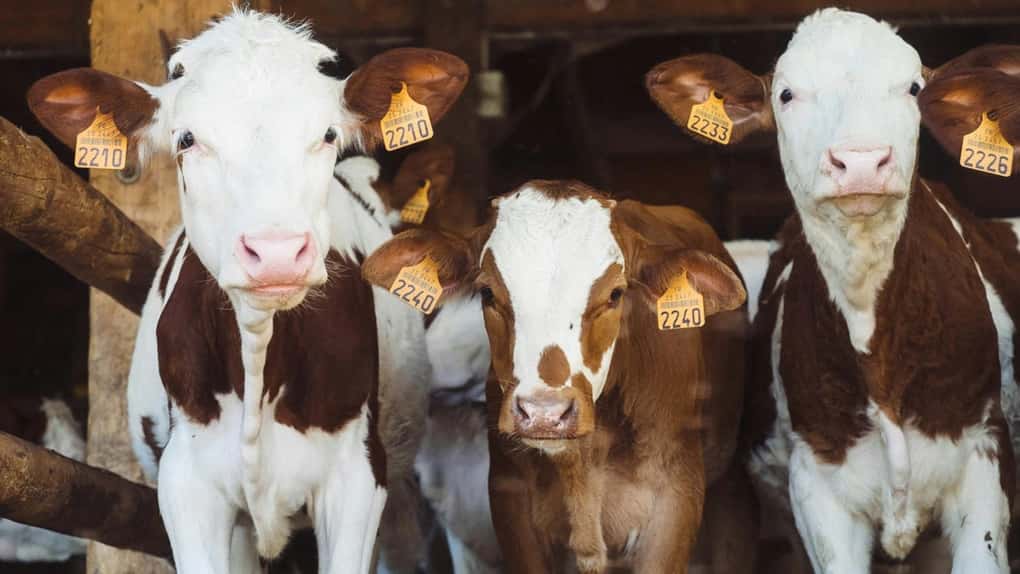 Crescătorii de bovine și suine pot beneficia de ajutor de la APIA