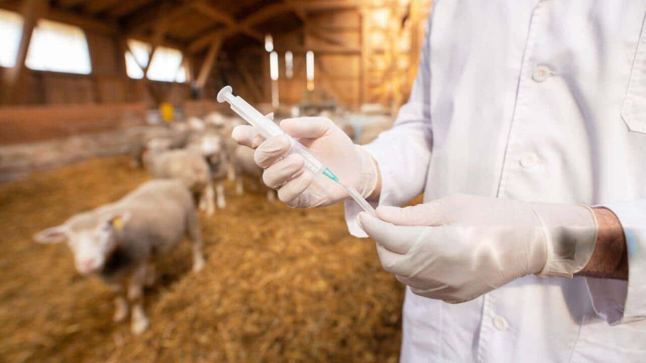 O parte dintre vaccinurile gratuite pentru ovine au ajuns în România