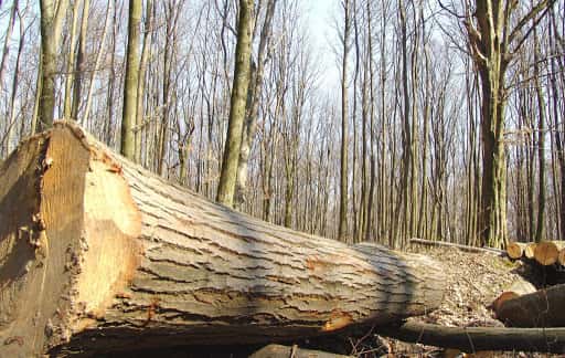 Prejudicii de peste 182.000 de lei descoperite în urma unor controale făcute în pădurile din Gorj