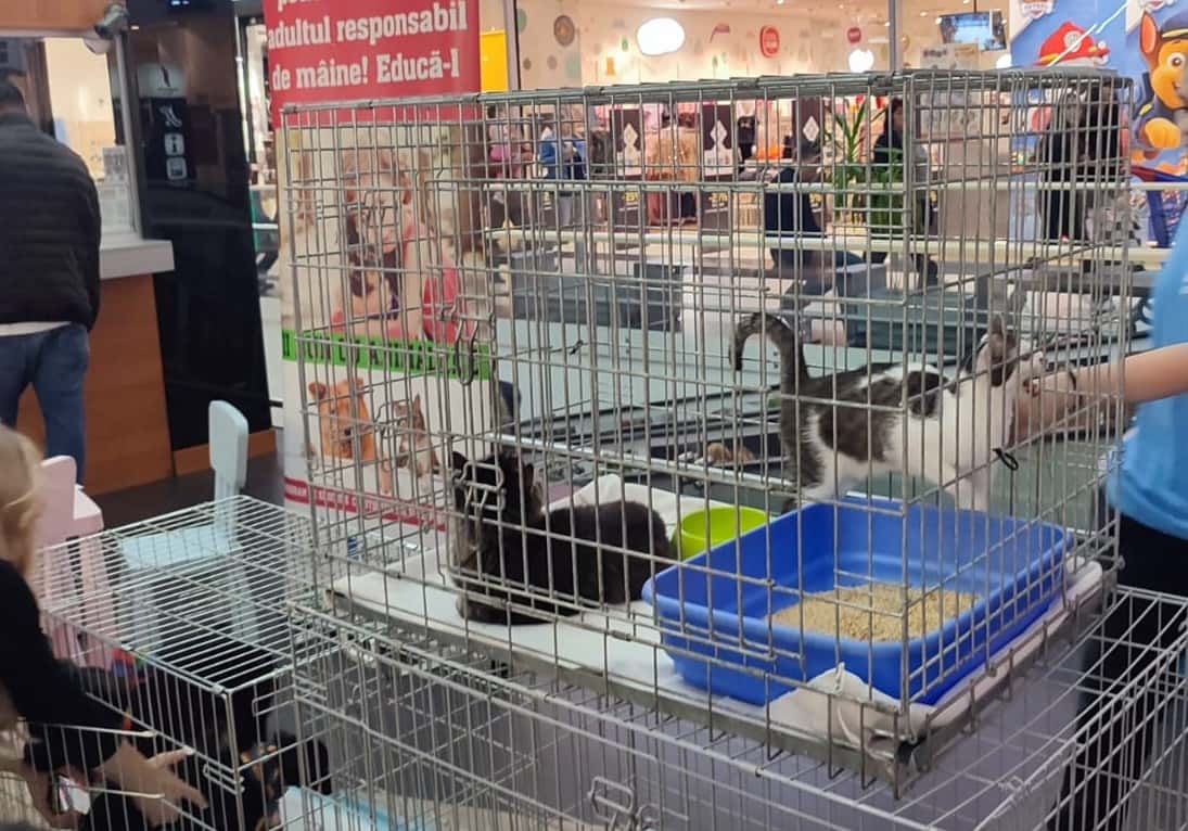 Zeci de căței și pisici au fost vedetele Târgului de Adopții organizat duminică în centru la Amfiteatru și la mallul din Târgu-Jiu