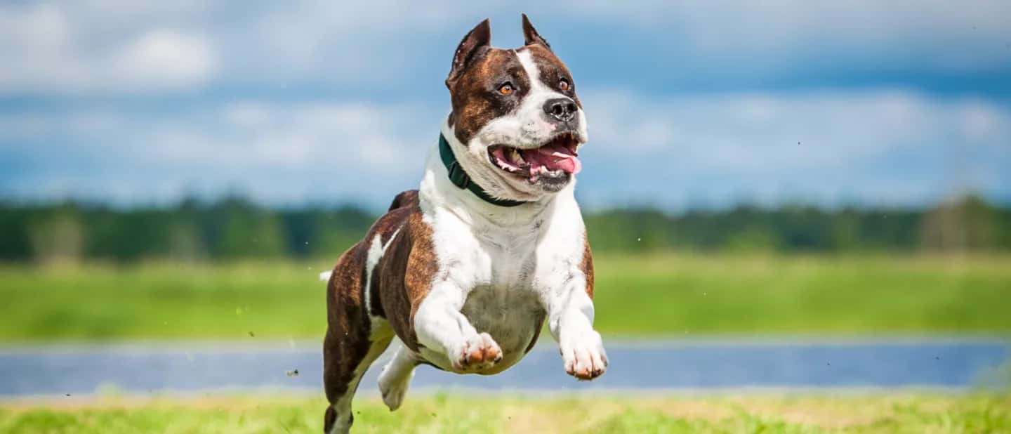 Femeie mușcată de un Amstaff