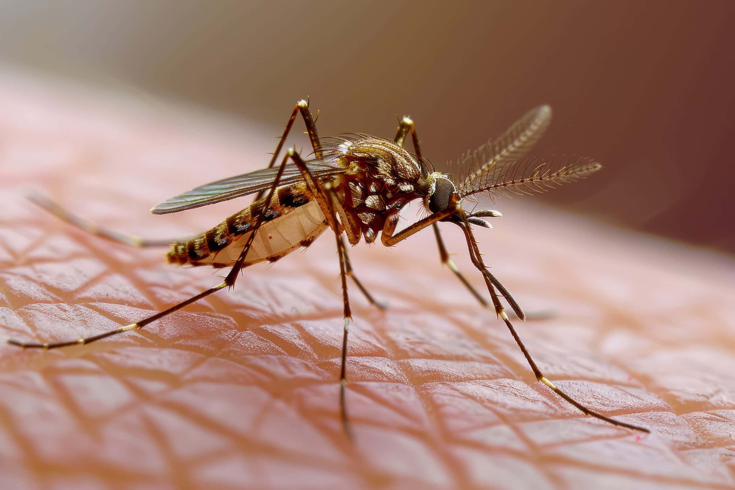 Egiptul, țară liberă de malaria