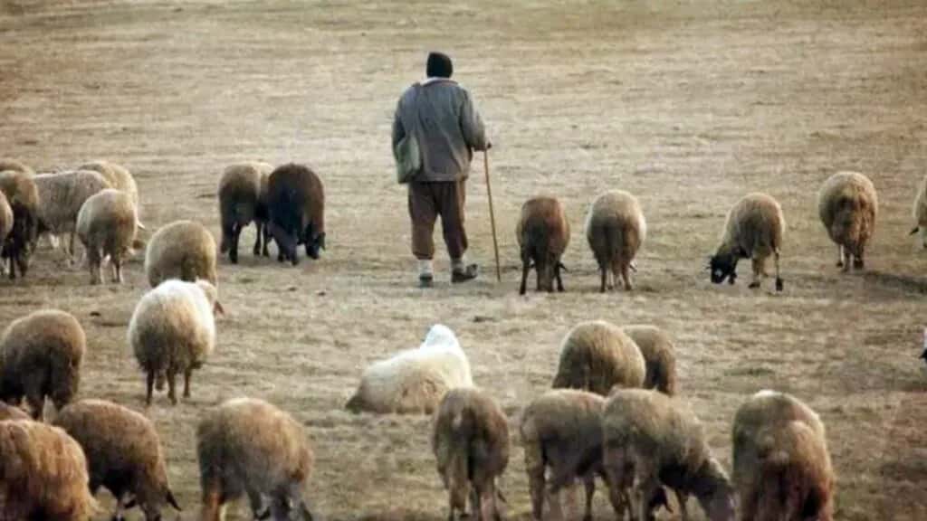 Bărbat dat dispărut în județul Timiș, găsit la o stână din Iezureni