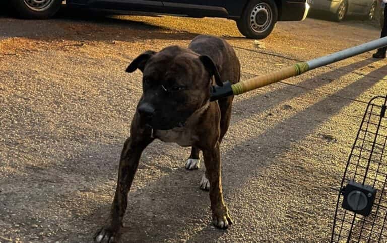 Câine periculos abandonat și înfometat, găsit de polițiști pe un bulevard din Târgu-Jiu