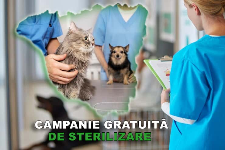 Consiliul Județean începe campania de sterilizare a animalelor cu stăpân