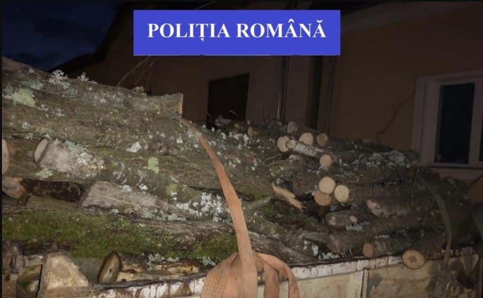 Au furat arbori în valoare de 4.500 de lei