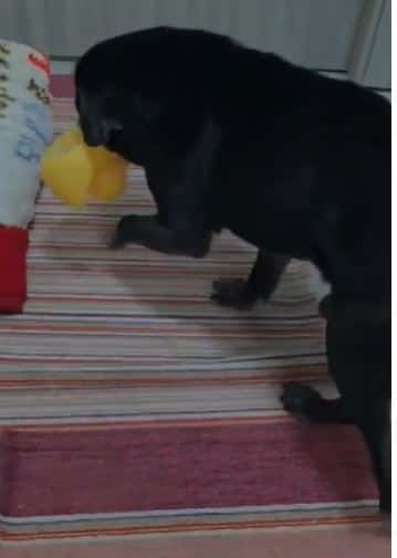 Câinele găsit în apartamentul de pe strada 14 Octombrie al tinerei decedate a fost adoptat de posesoarea unei frizerii canine din Târgu-Jiu