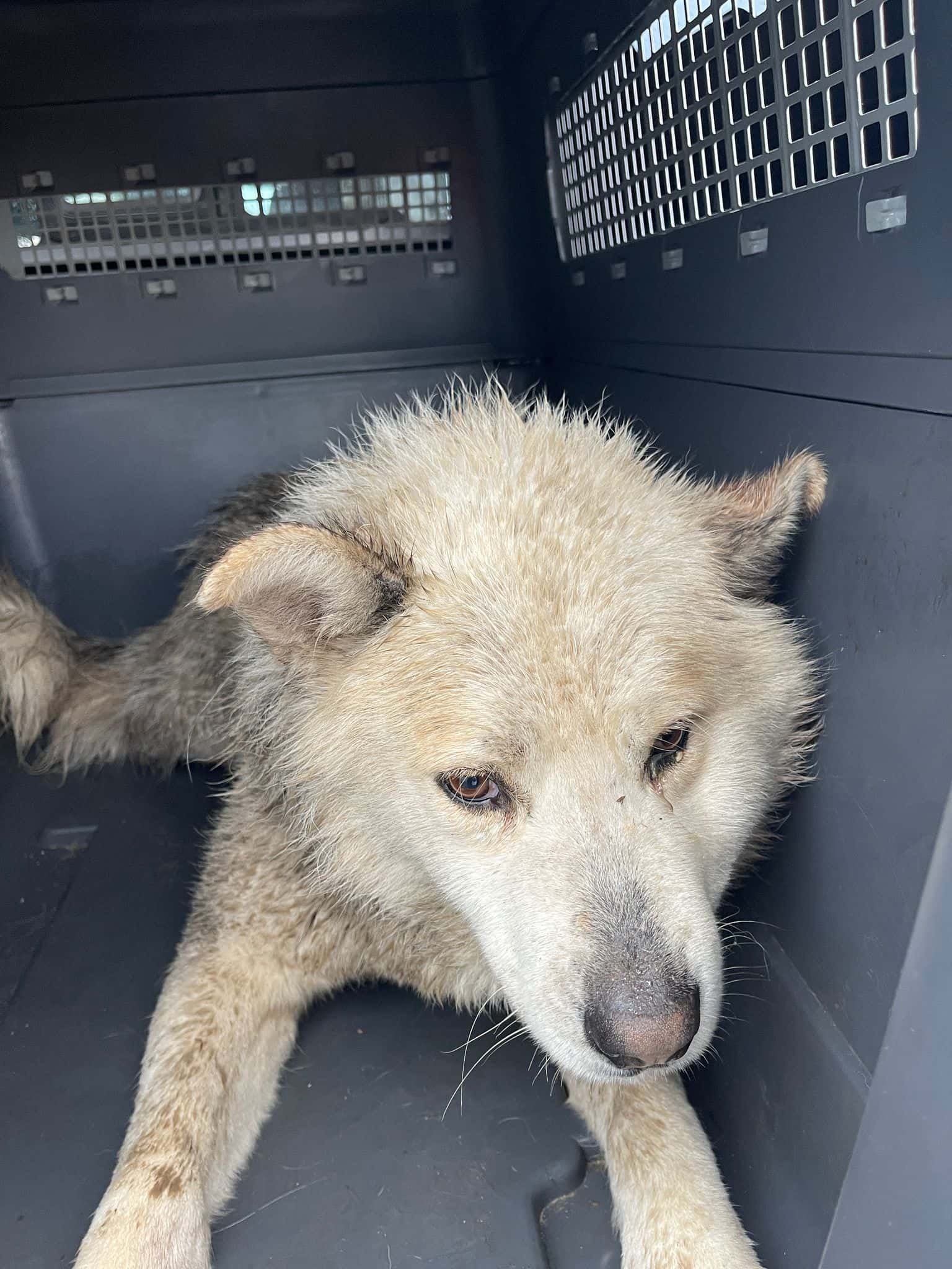 Cățel rănit, abandonat în ploaie, salvat de Protecția Animalelor