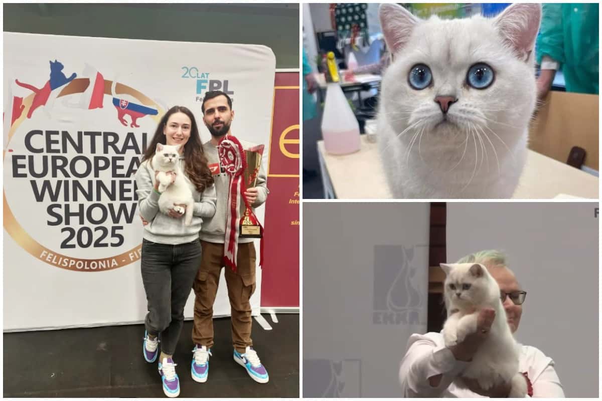 Trei pisici din România, campioane internaționale la frumusețe