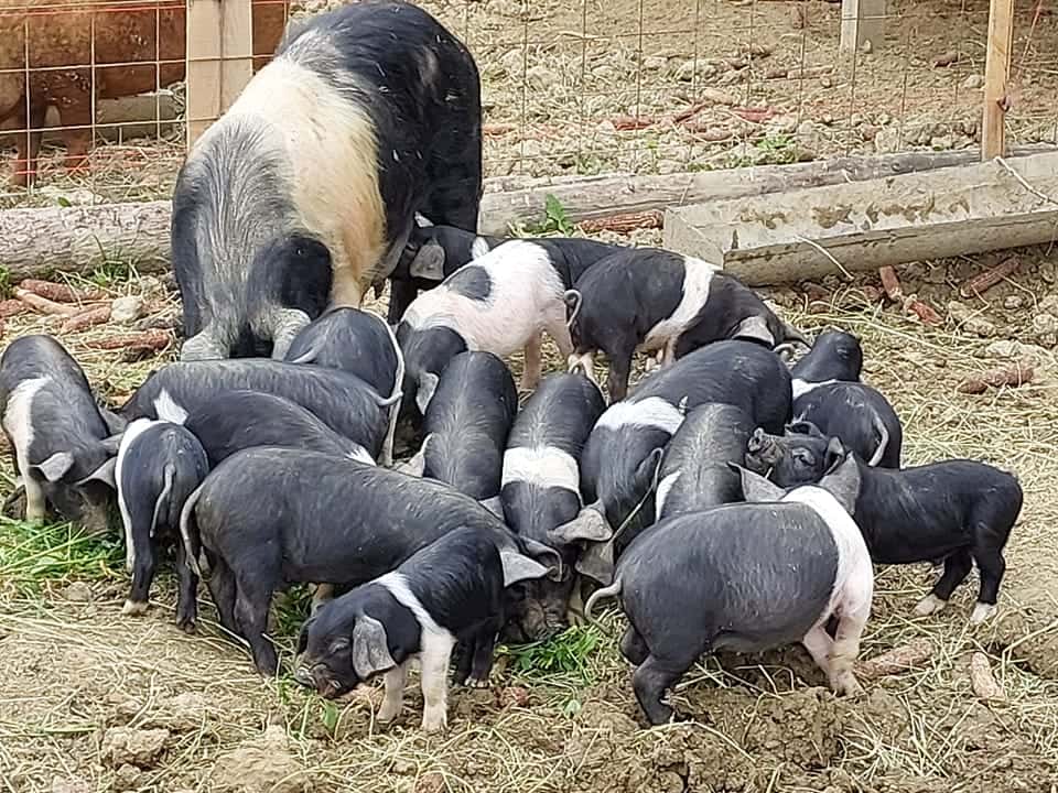Guvernul a alocat 1,5 milioane lei, printr-o schemă de ajutor, pentru crescătorii de porci din rasele Bazna și Mangalița