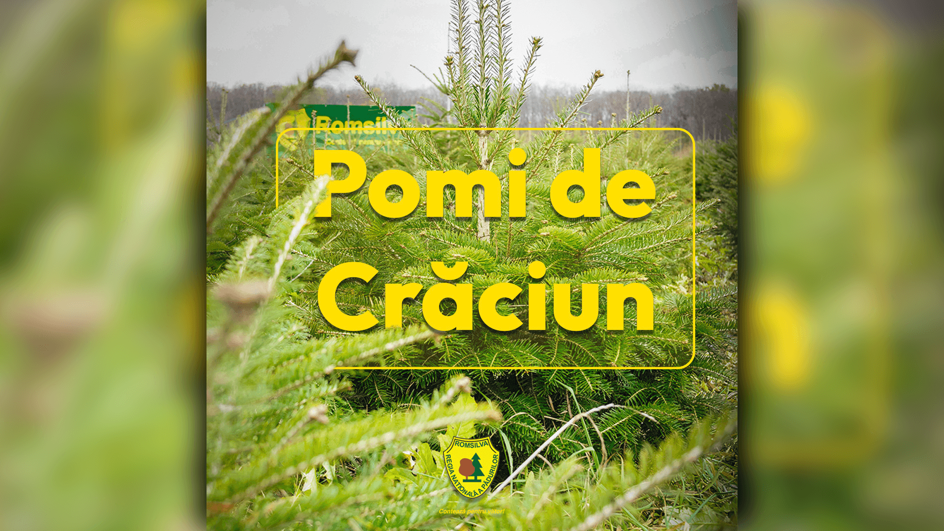 Romsilva vinde peste 16.000 de brazi de Crăciun cu prețuri reduse