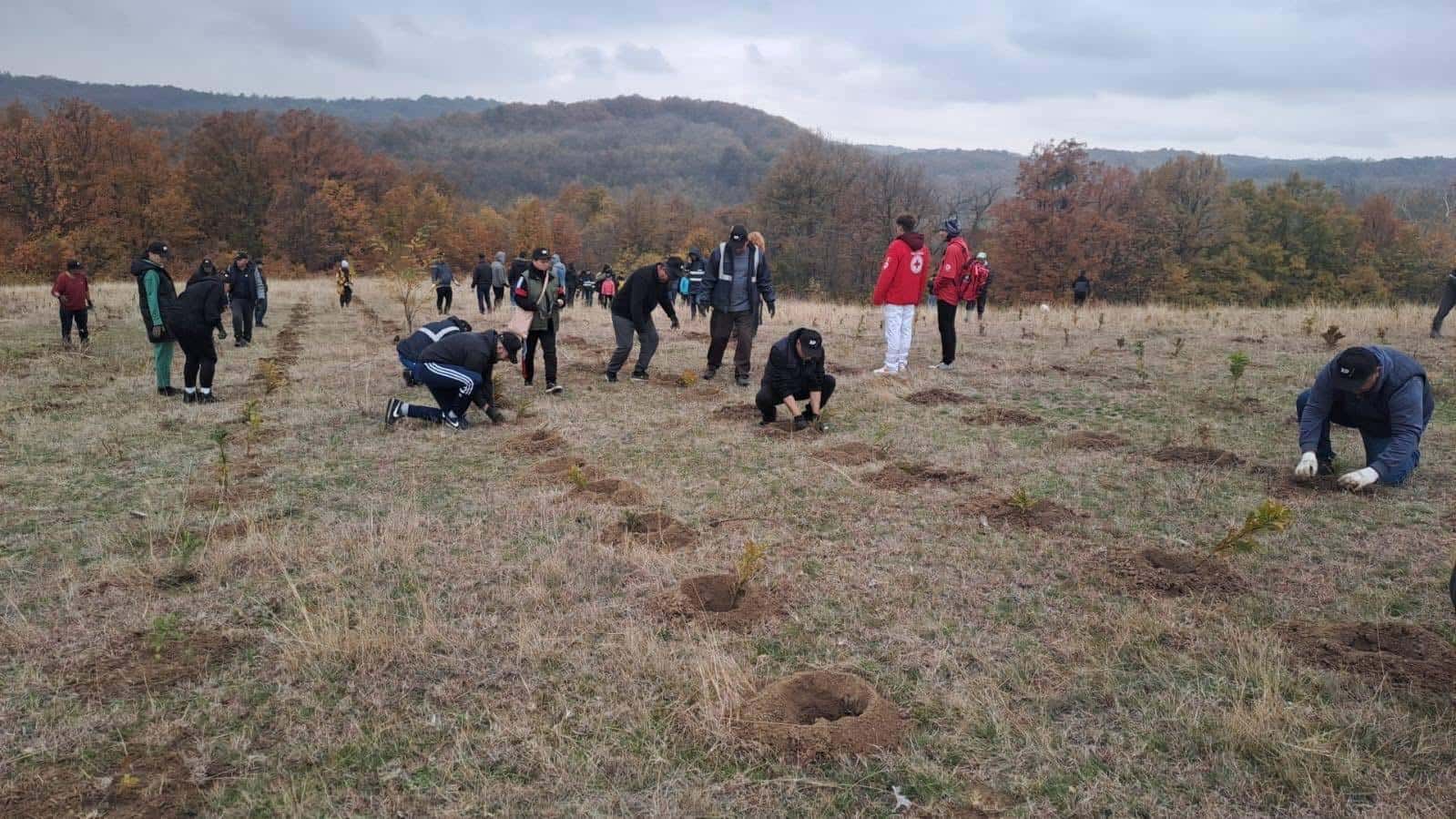 5000 de puieți de stejar, plantați de voluntarii din Scoarța