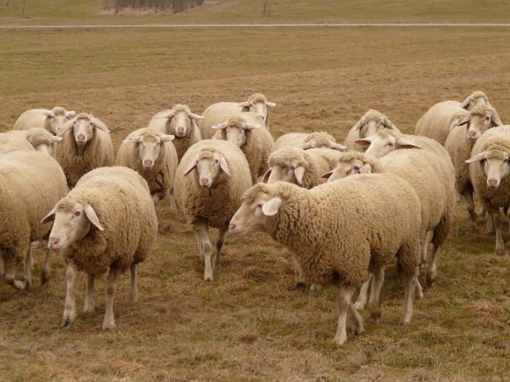 Trei tineri reținuți pentru furtul a 20 de ovine