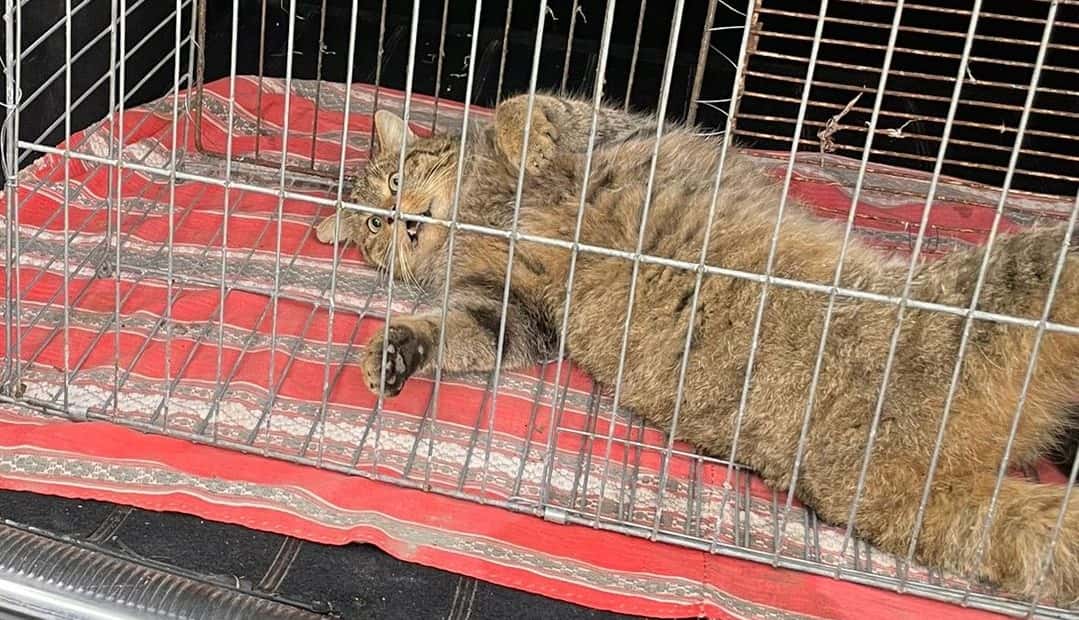 Pisică sălbatică prinsă în Tismana