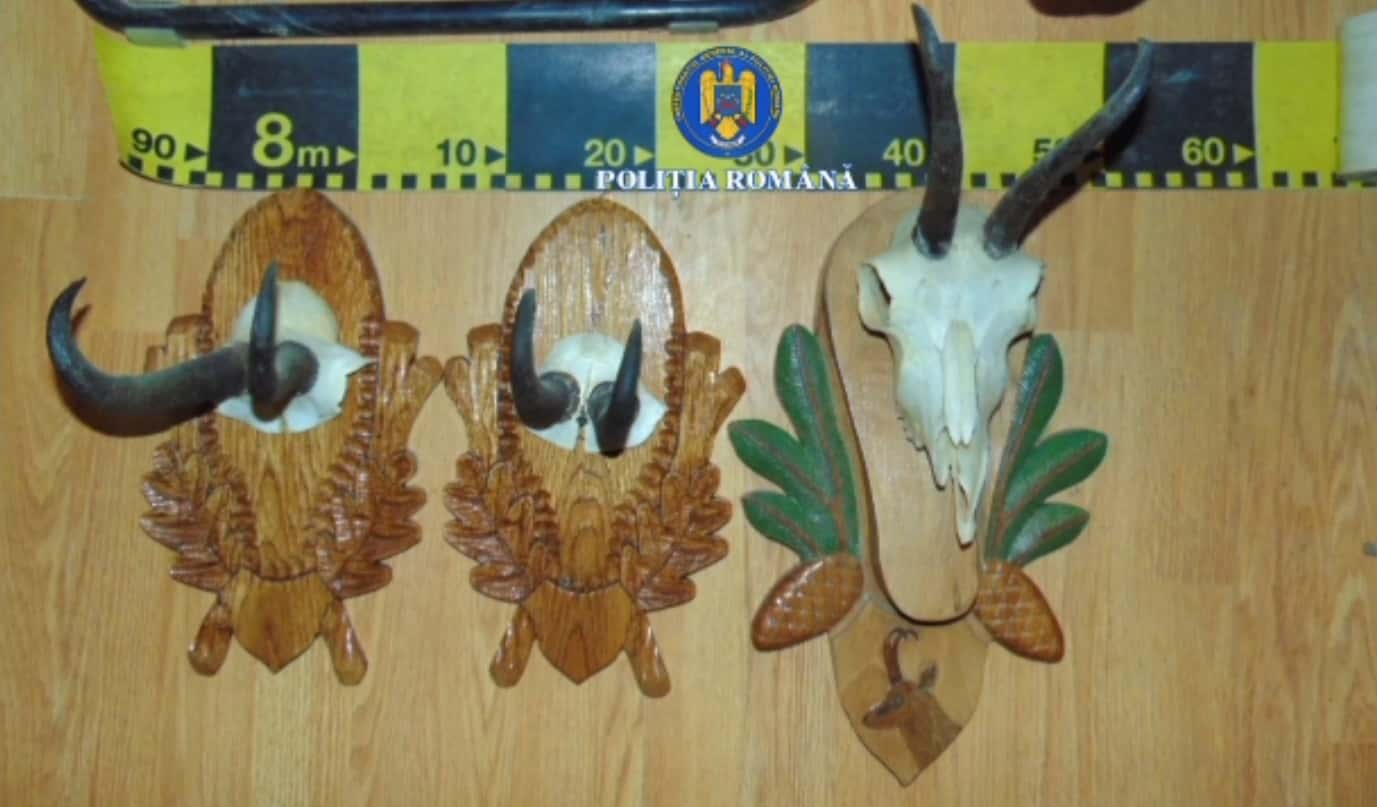 Patru bărbați reținuți pentru braconaj în Gorj