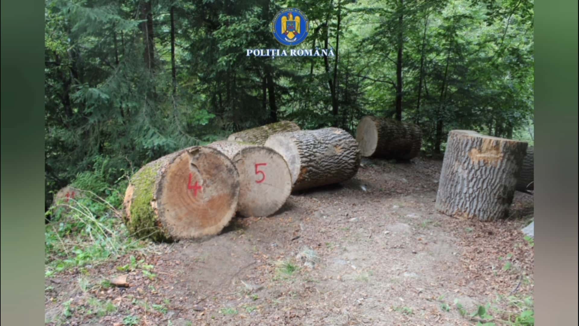 Specie rară de arbore tăiată ilegal cu implicarea unui pădurar de la Ocolul Silvic Polovragi