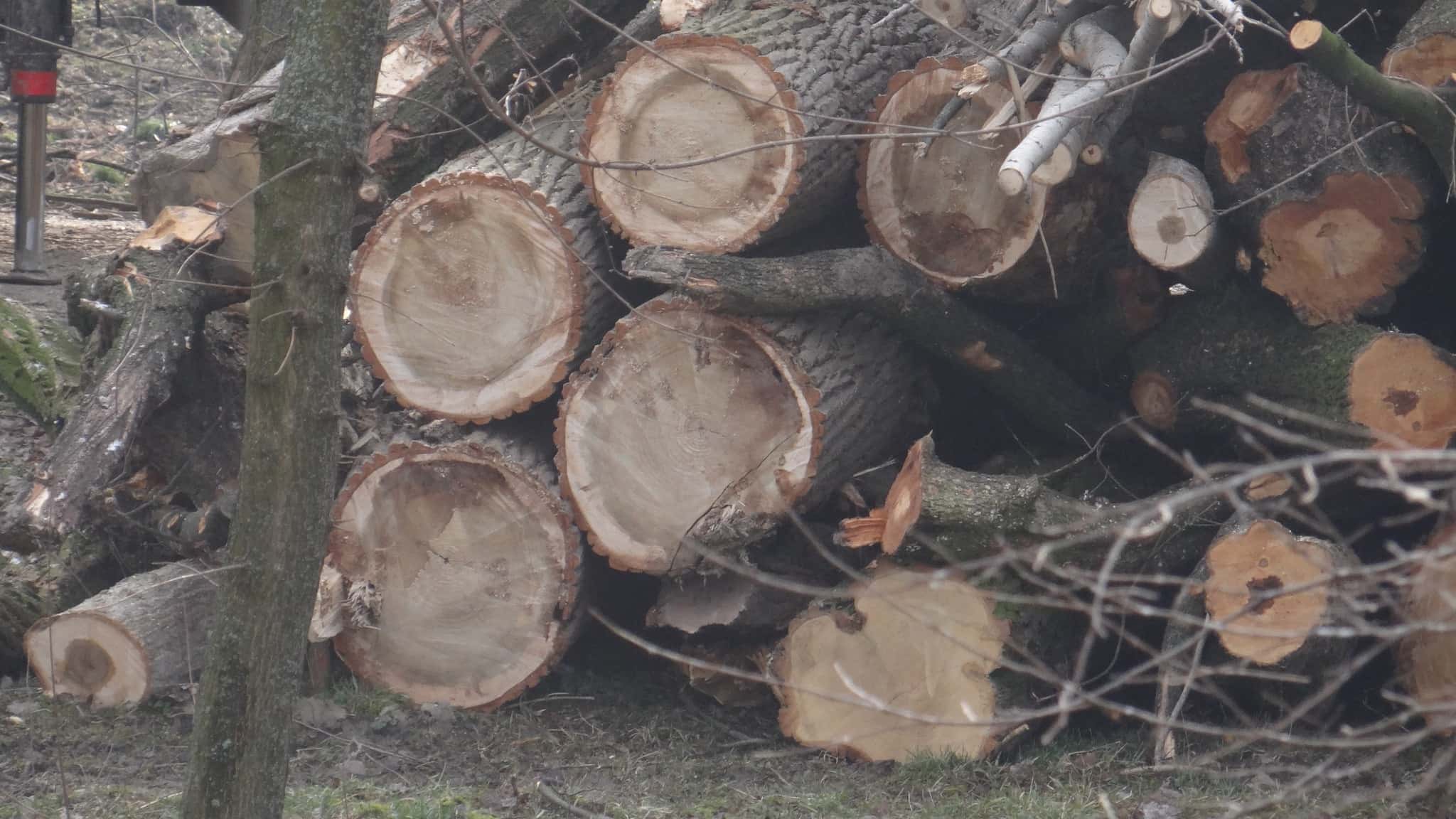IPJ Gorj face verificări în urma tăierilor din parcul central