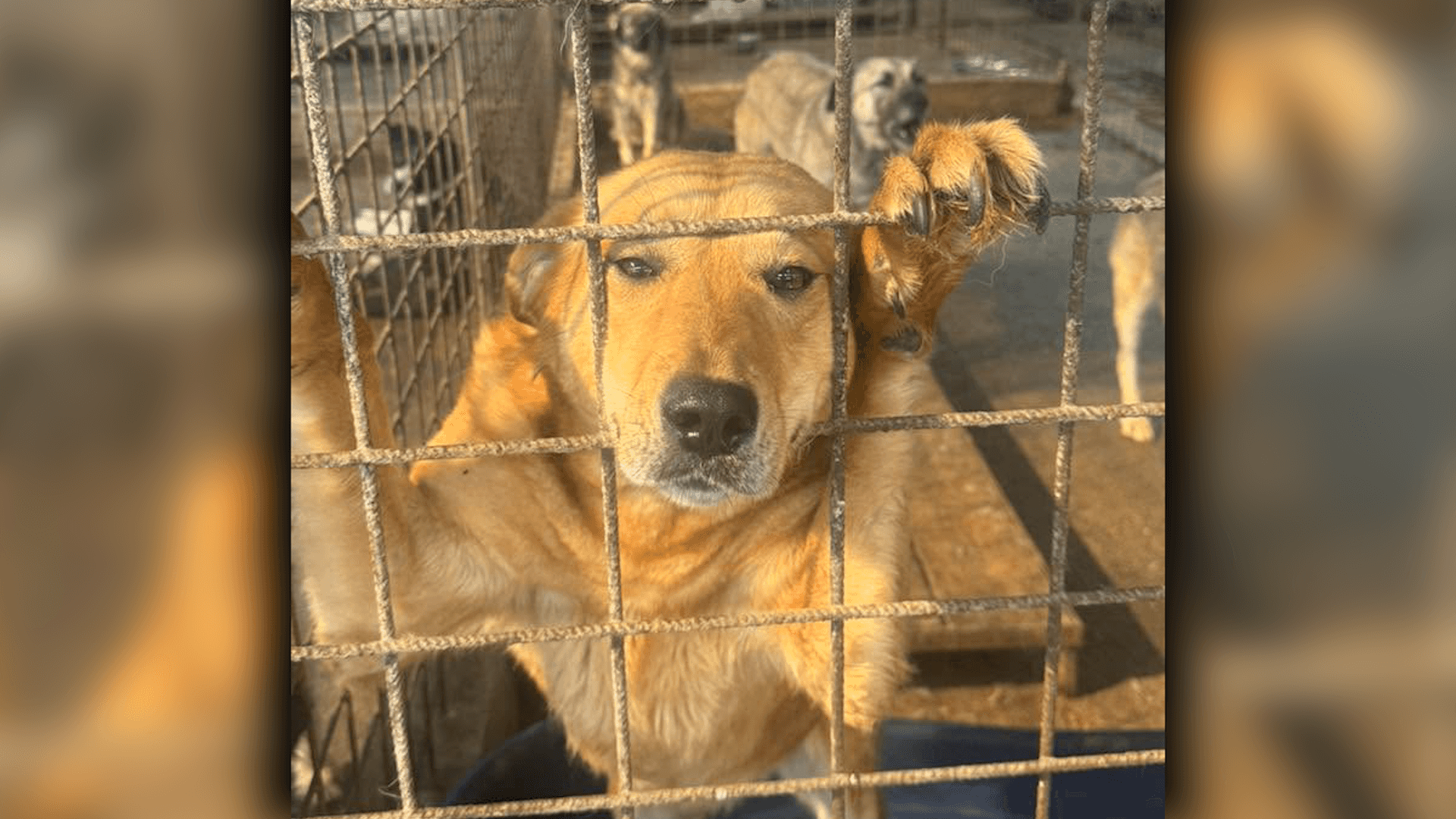 Eșec total la târgul de adopții din Târgu Jiu: niciun câine adoptat