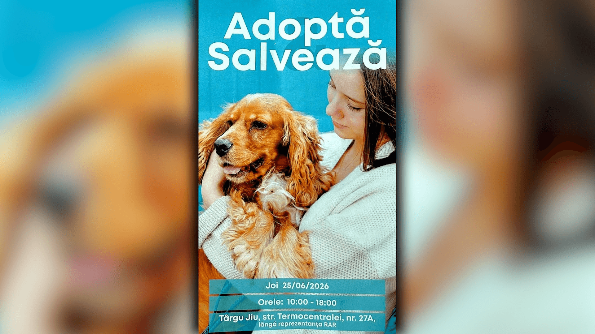 Târg de adopții pentru câinii fără stăpân: 25 iunie