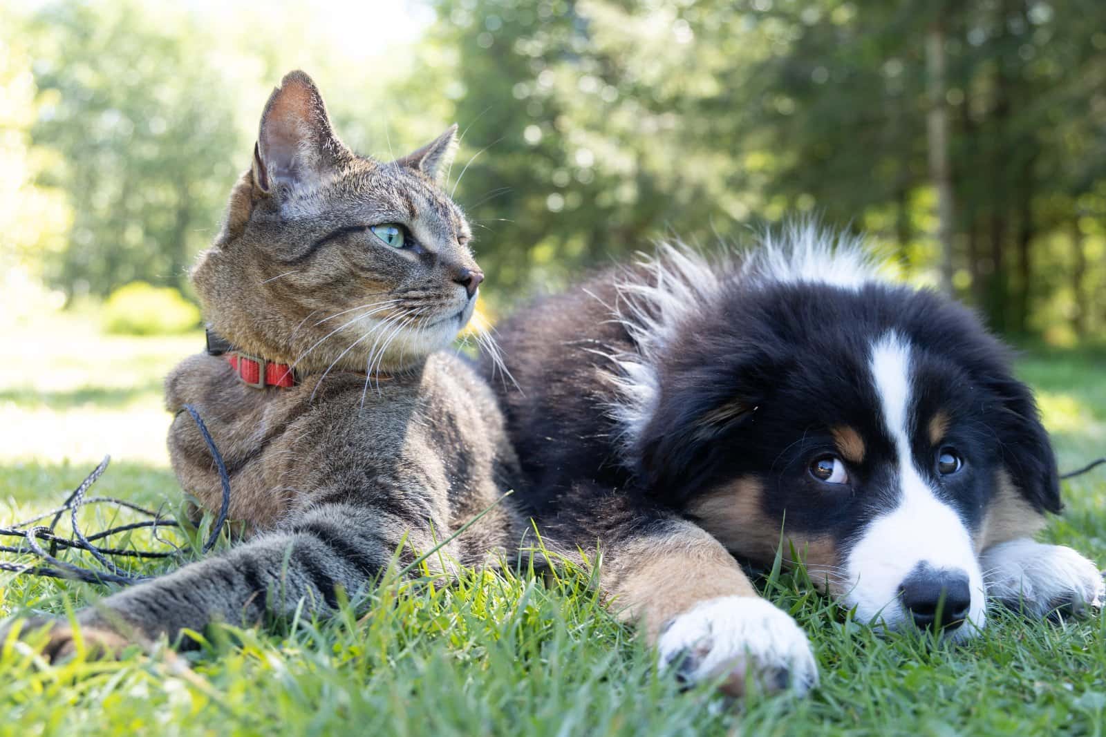 Sterilizări și microcipări gratuite pentru animale, în Gorj