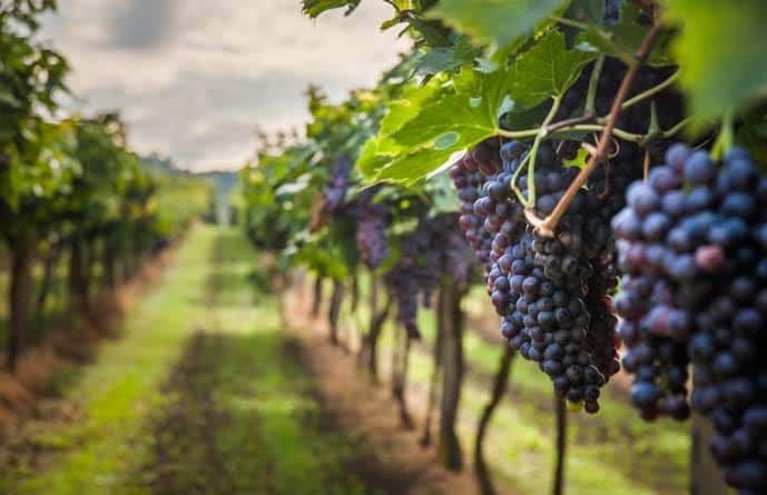 Anunț important de la APIA pentru producătorii viticoli! Care este termenul limită pentru cereri